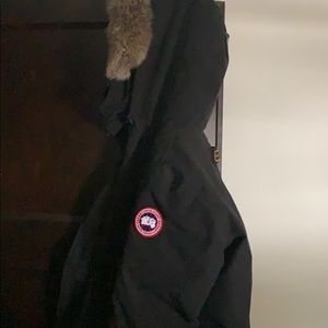 Canada goose